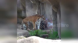 United States: Angry Looking Amur Tigers Display Ferocity in Milwaukee County Zoo