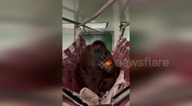 Australia: Sumatran Orangutan Delights in Nutritious Feast, Bringing Joy with Every Crunch
