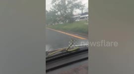 Tree snake slithers on windshield of moving car in Thailand