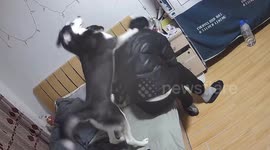 Husky hilariously breaks up couple’s spat demanding owner's apology