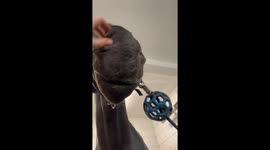 Saint-André-de-l'Épine horse plays with tongue in cute video