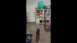 Dog plays with balloon in slow-motion style