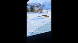 Fox and skunk encounter in El Chaltén, Santa Cruz Province