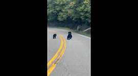 Bear and cubs cross road in Eolia, Kentucky