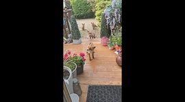 Foxes fed chicken wings in Scotland, UK