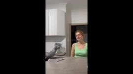 Parrot imitates owner's dance in Moscow, Russia