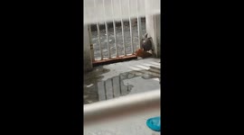 Turtle flips itself over in Malaysia