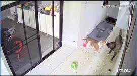Dog breaks door during playtime in Bangkok, Thailand