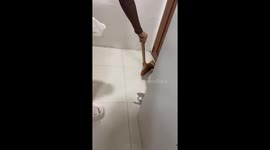 Crab escape from casserole pot causing chaos in kitchen