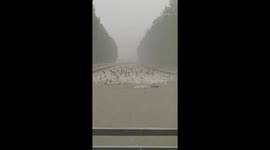 Fish leap from lake during heavy rainfall in China