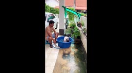 These pet French bulldogs are loving cooling off in tub