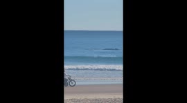 Whale breaches near Australian coast in stunning scene