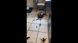 Cats Getting Up Close and Personal