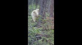 Rare white-furred brown bear spotted in northwest China