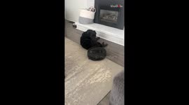 Adorable puppy enjoys free belly rubs after refusing to make way for robot vacuum