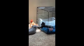 Caged Cat Plays With Sleeping Dog's Ear