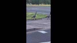 Canadian Goose Walk Chicks Across Freeway