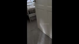Overweight dog avoids morning walk by hiding under the bed