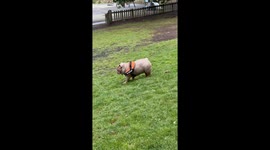 Dog stretches in the garden for a fit and healthy lifestyle