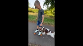 Spaniel Pushes Boy on Skateboard