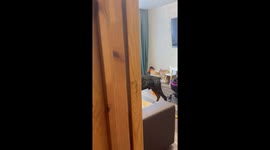 Doberman and Girl Eat Ice Cream Together