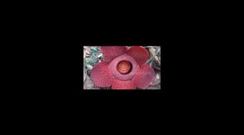 The detail Rafflesia tuan muda e the most rarest flower in the world has bloom in Agam Indonesia jungles