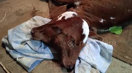 Cow born with TWO heads draws flocks of locals to village in southern India