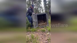 USA: Young Mountain Lion Rehabilitated and Released Back into the Wild