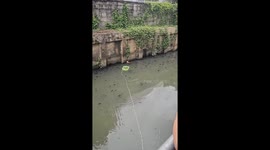 Residents float basket into dirty canal to rescue cat