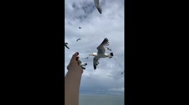 Chinese woman’s finger bitten while feeding seagulls