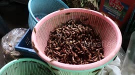 Hairy caterpillar army swarm houses after heavy rain in Thailand