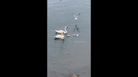 Swans protect their babies from seagulls at Scarborough Bluffs in Toronto