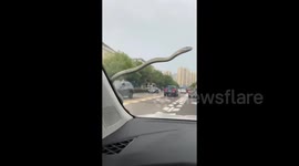 Terrifying moment snake crawls on front windscreen as car moves along busy road
