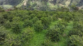 China: Free trade agreement brings premium Ecuadorian coffee to Chinese consumers