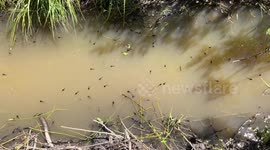 United States: Alpine Boreal Toad Tadpoles Featured in Aquatic Video