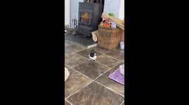 Girl welcomes baby magpie as it settles comfortably on her lap