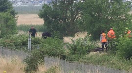 Cow on railway line stops trains moving in Kent, UK