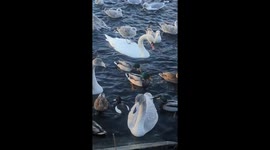 Seagull