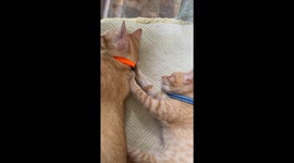 Kitten comforted by father after two days of illness