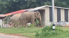 Jay tusker! Wild elephants wander across road