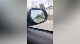 Python slithers outside window of moving car
