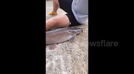 The man caught a giant catfish one meter long weighing nearly 18 kg