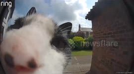 Cat caught on camera ringing neighbour's doorbell