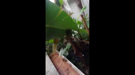 Hero residents save pet cat being strangled by python