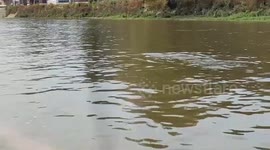 Dolphin spotted swimming in river Thames
