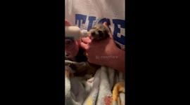 Gizmo the baby raccoon bottle-fed after being saved in Leesburg