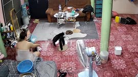 Karate cat! Pet attacks owner with a flying kick