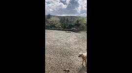 Chicken drags bin bag across yard in comedic cleanup attempt
