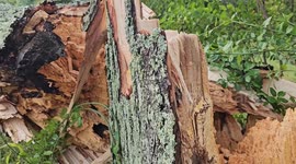 Storm damage Frankfort