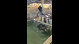 Friendly sea turtle in sri lankan turtle conservation project